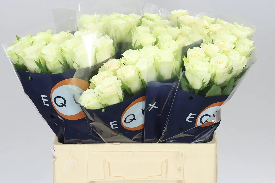 Rosa Gr Abby • 60 cm