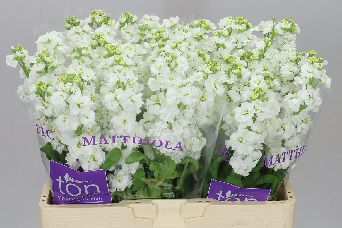Matthiola White • 56 cm