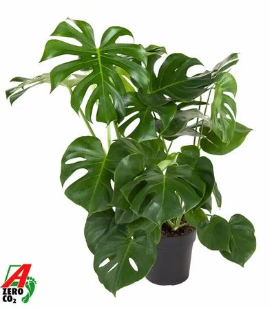 Monstera Deliciosa Struik • črepník 24 cm