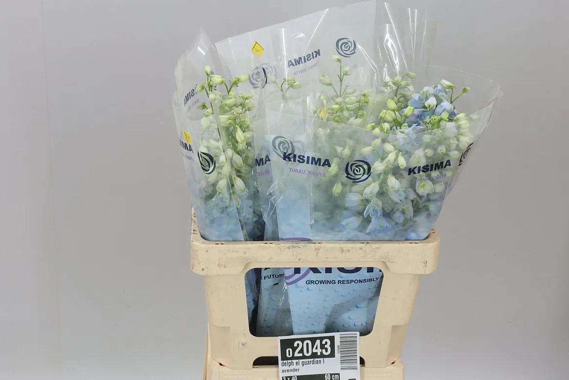 Stračonôžka Elatum Guardian Lavender • 60 cm