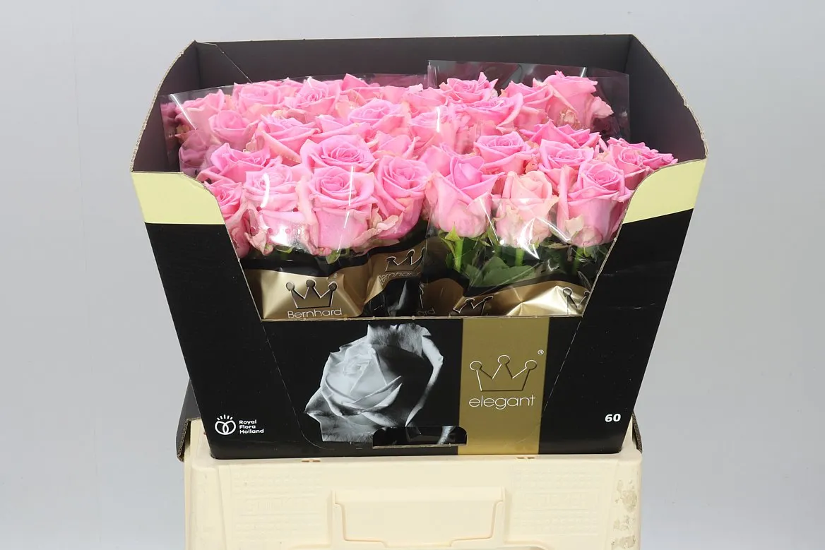Ruža Sweet Sixteen • 60 cm