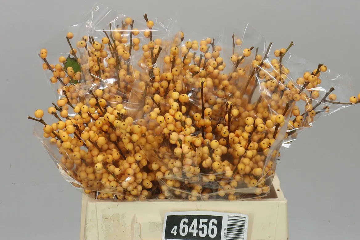 Ilex Golden Verboom • 40 cm