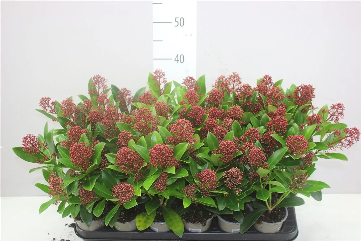 Skimmia Jap. Rubella 4-5 • črepník 9 cm