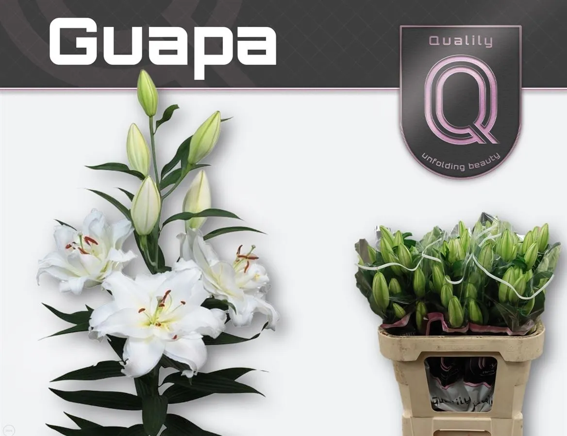 Ľalia orientálna Guapa (double) • 75 cm
