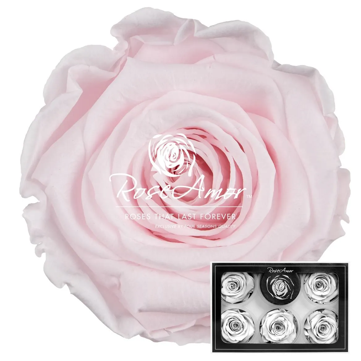 Stabilizovaná ruža XL ⌀ 6 cm, ružová PIN89