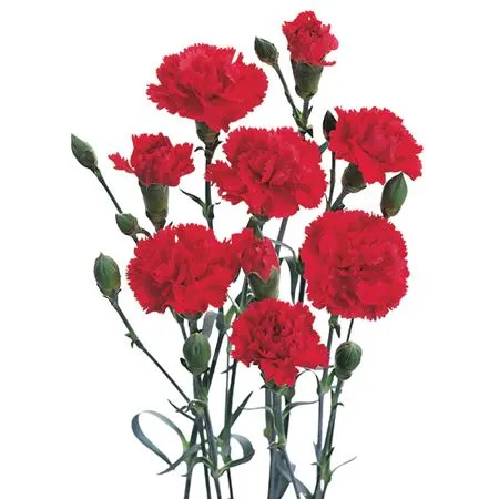 Di. Tr Red Box • 65 cm