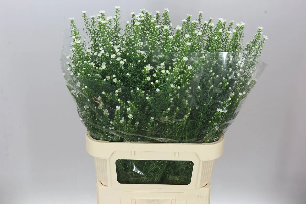 Aster Monte Cassino • 85 cm