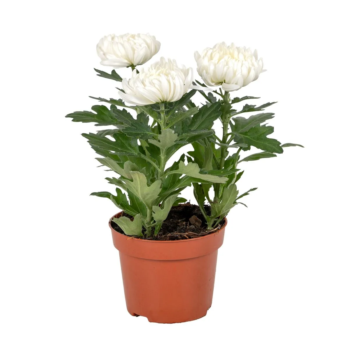 Chryzantéma črepníková Cosmo Compact biela • črepník 12 cm