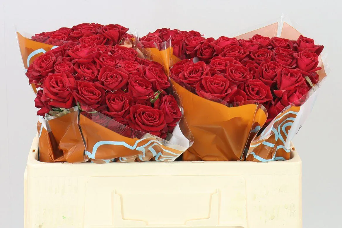 Rosa Tr Dominica • 50 cm