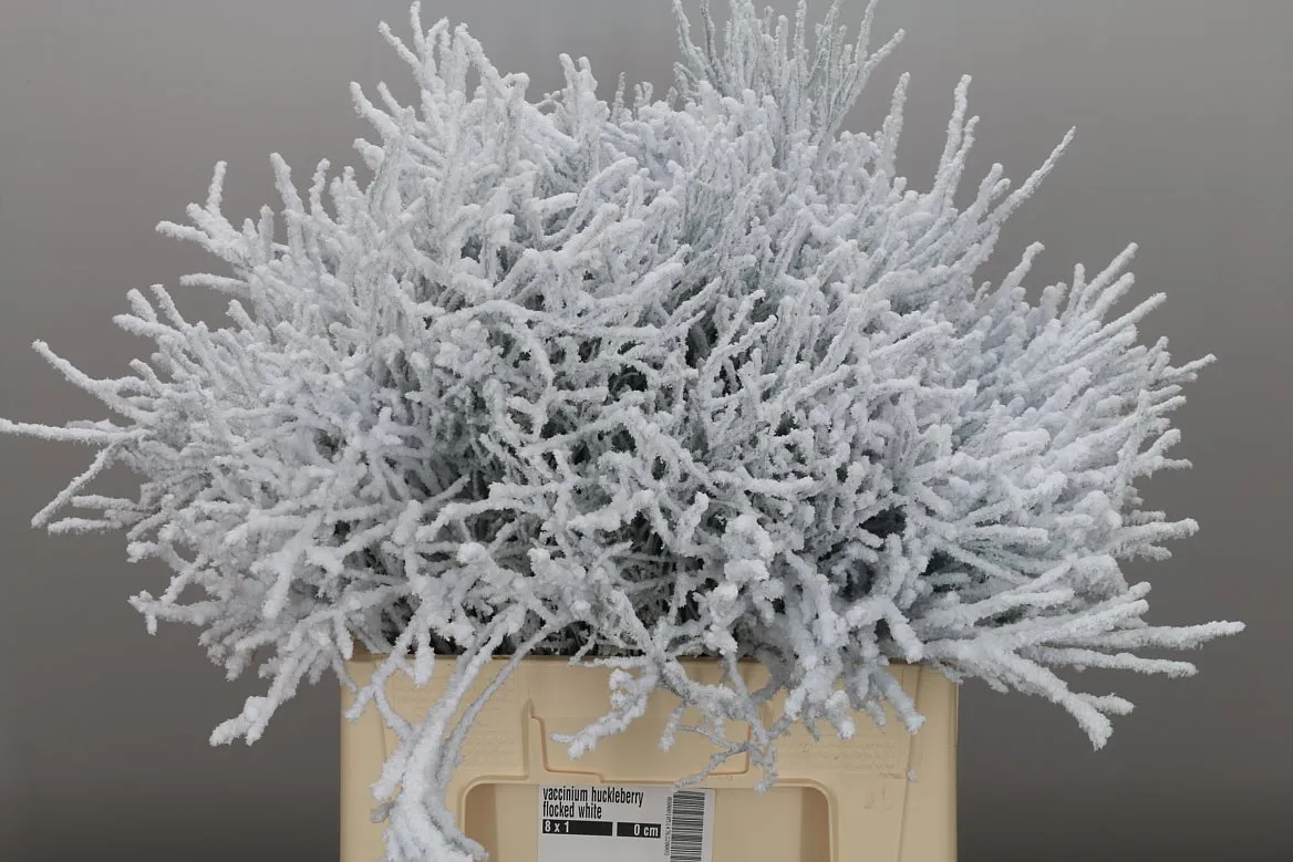Vaccinium Huckleberry Flocked White