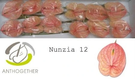 Antúrium Nunzia