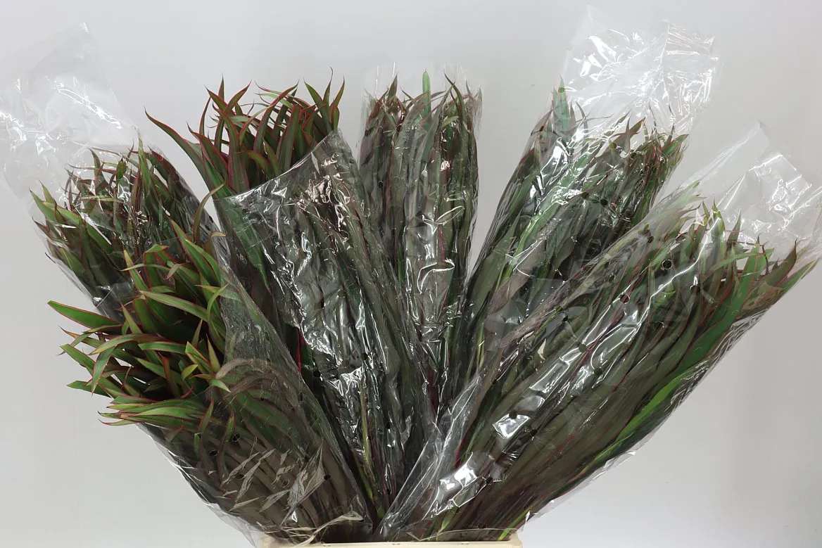 Dracaena Chicken Tail • 60 cm