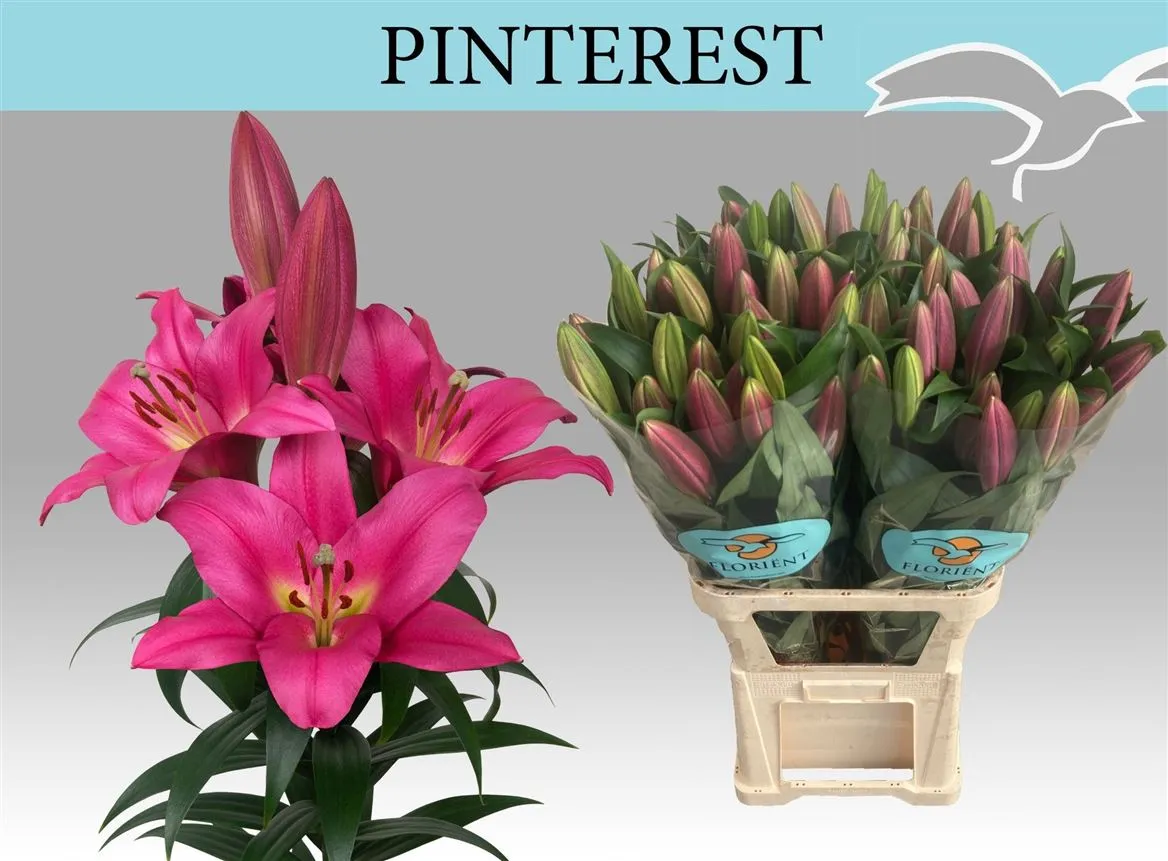 Lil Or Pinterest • 95 cm