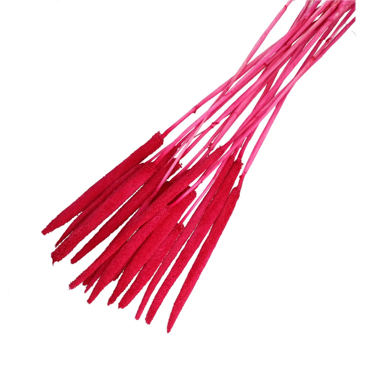 Sušená babala ružová 70 cm