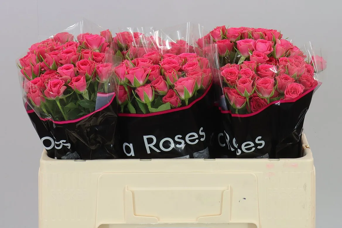 Rosa Tr Sylvana • 50 cm