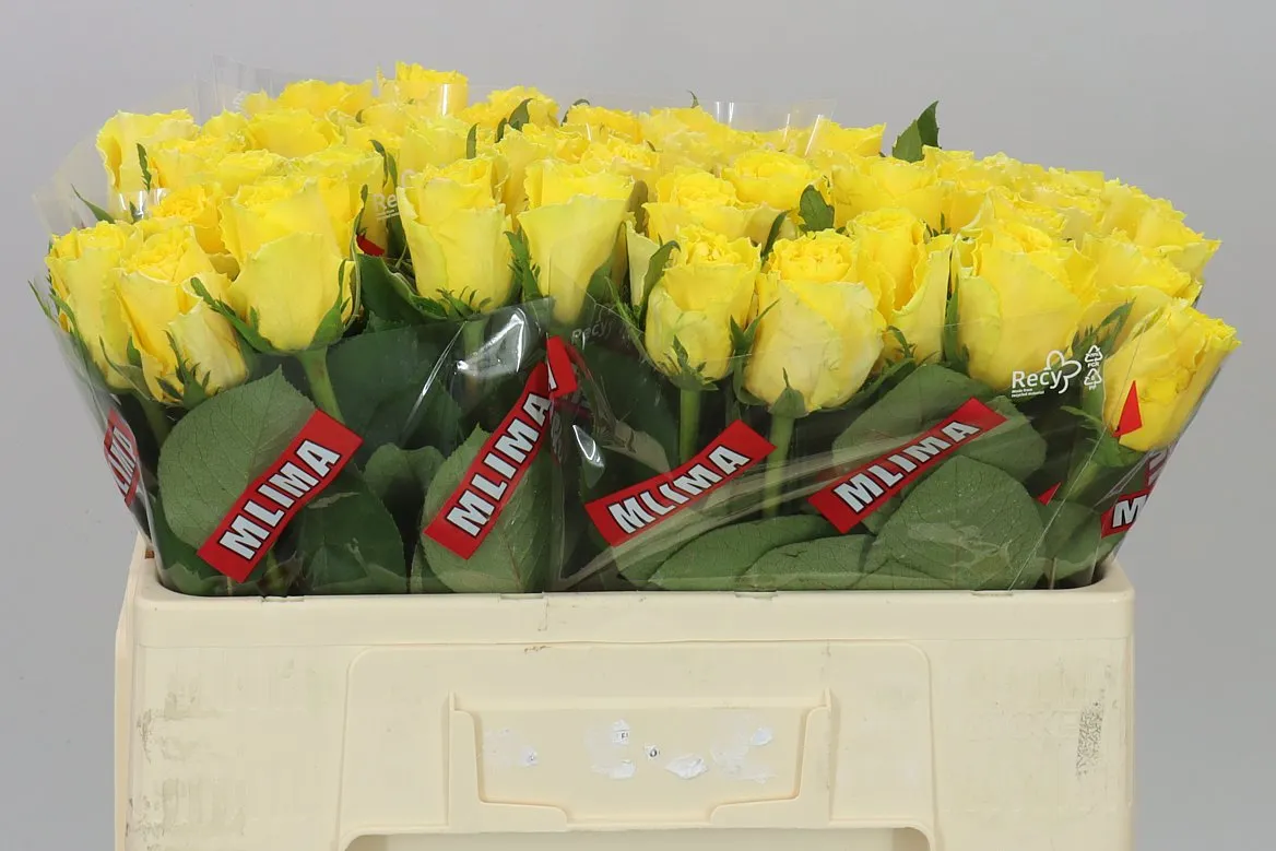 Rosa Gr Good Times • 50 cm