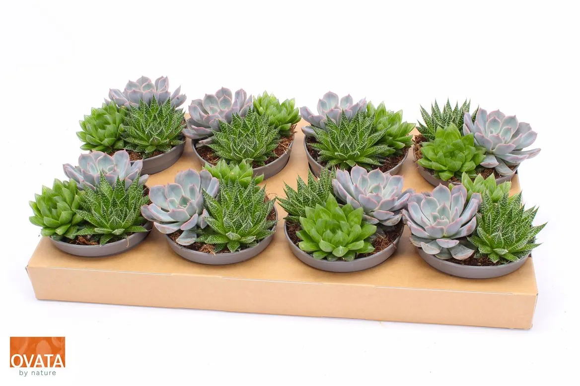 Succulenten Gemengd In Pot • črepník 13 cm