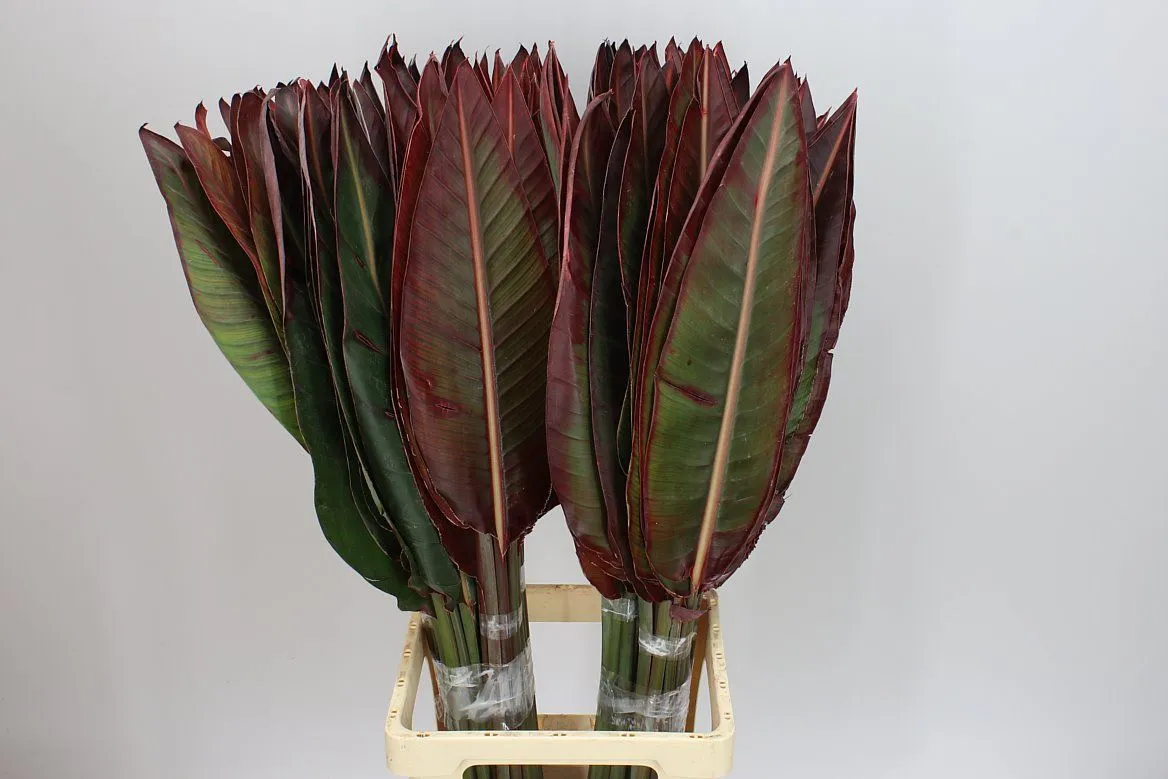 Strelitziablad Red • 100 cm