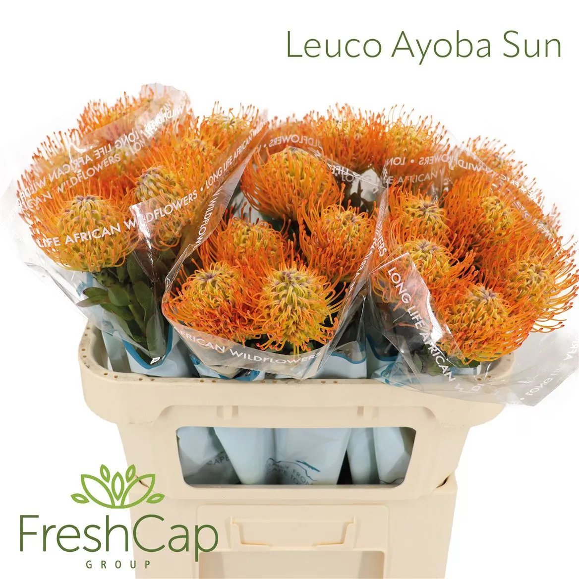 Leucospermum Ayoba Sun • 70 cm