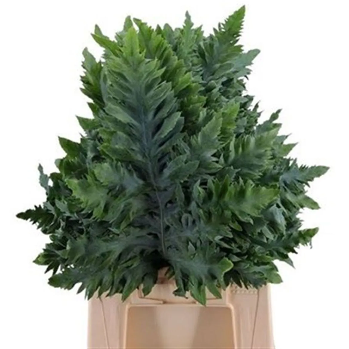 Phlebodium Avana • 55 cm