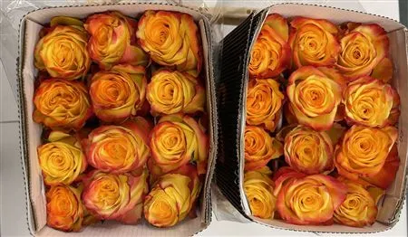 Rosa Gr Ec High & Flame • 50 cm