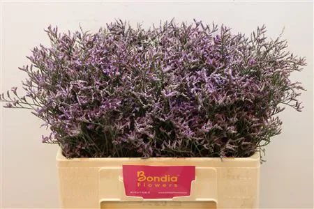 Lim. Saf Lilac • 60 cm