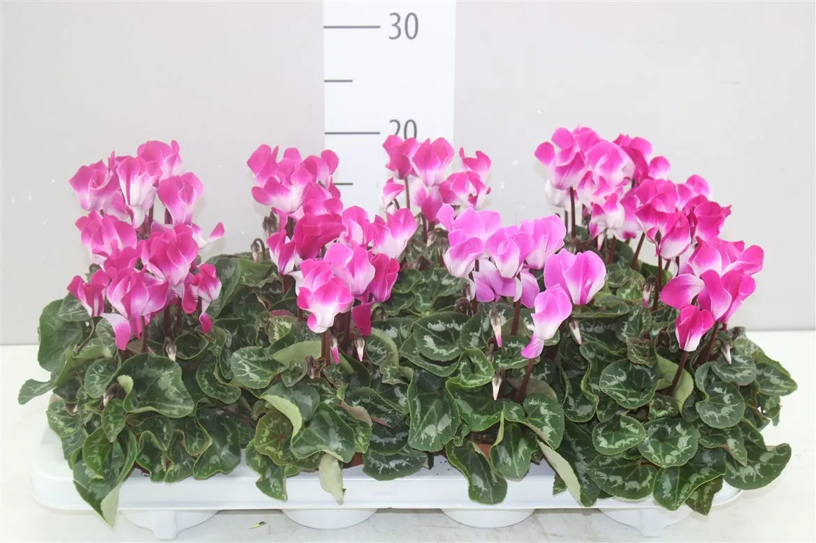 Cyklámen malokvetý Indiaka Violet • črepník 10,5 cm