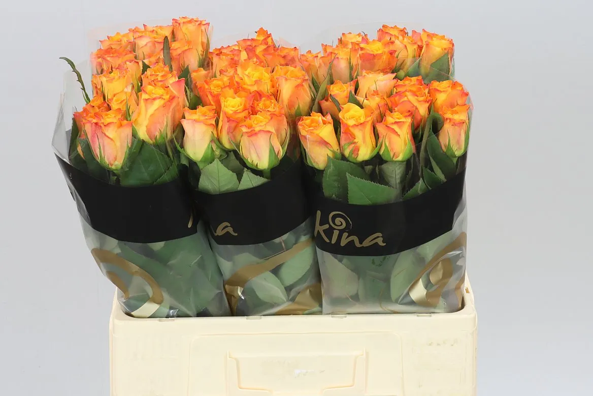Rosa Gr Marie-claire! • 60 cm