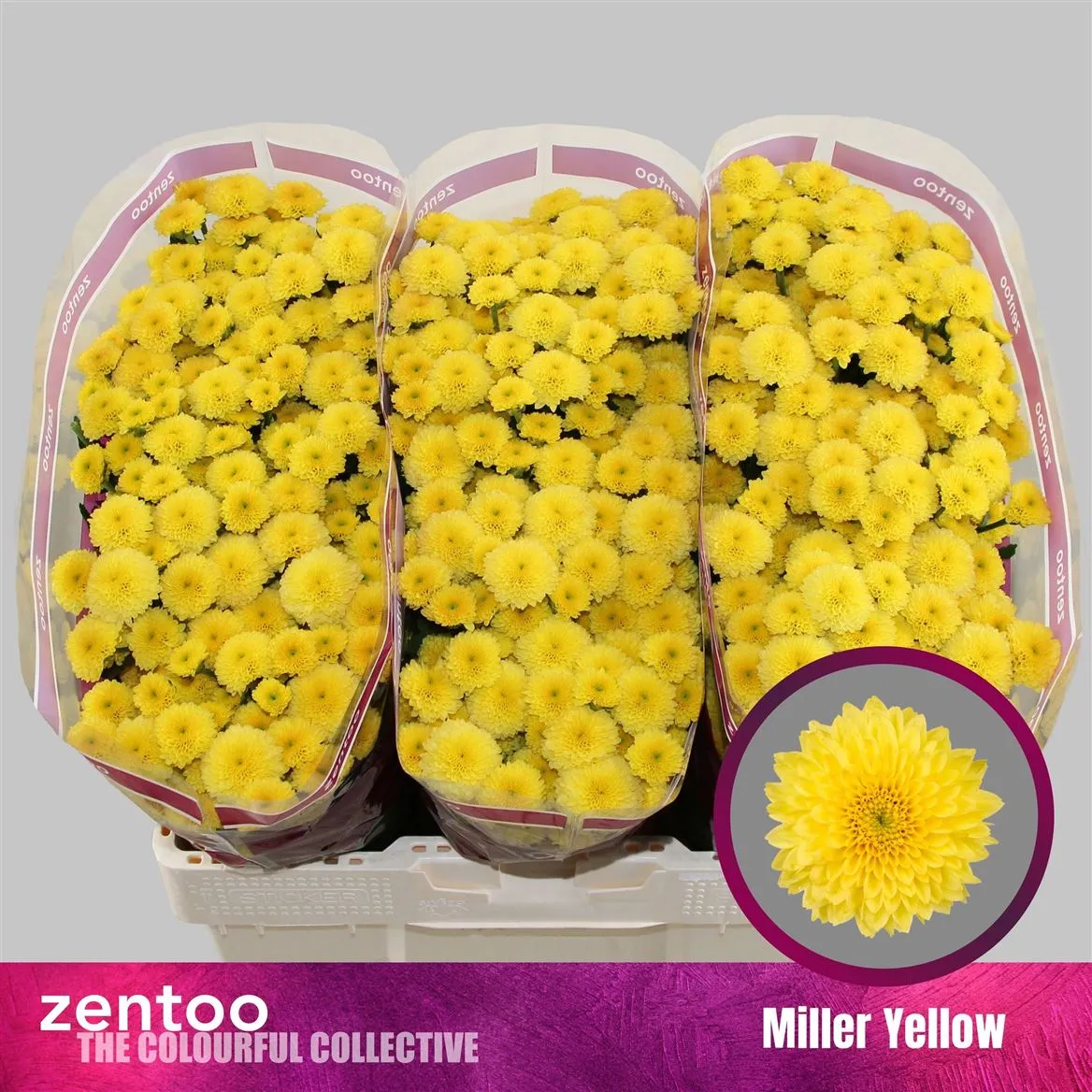Chryzantéma santini Miller Yellow • 55 cm