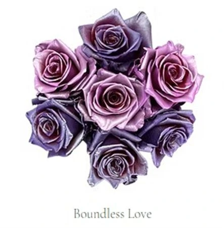 Ruža farbená Boundless Love, Ekvádor • 50 cm