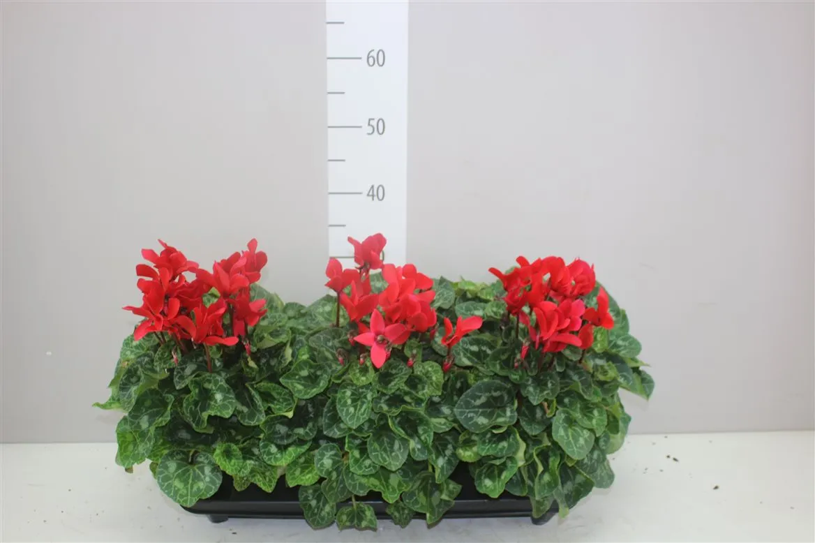 Cyklámen veľkokvetý S S Xl červený • črepník 15 cm