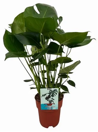 Monstera Deliciosa • črepník 19 cm