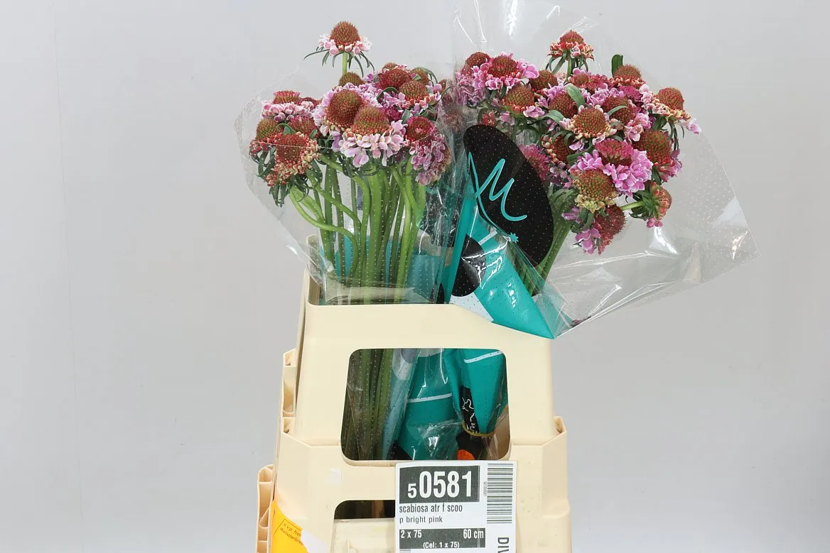 Scabiosa Atr F Scoop Bright Pink • 60 cm
