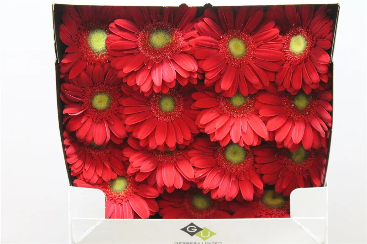 Gerbera Diamond Carambole • 55 cm