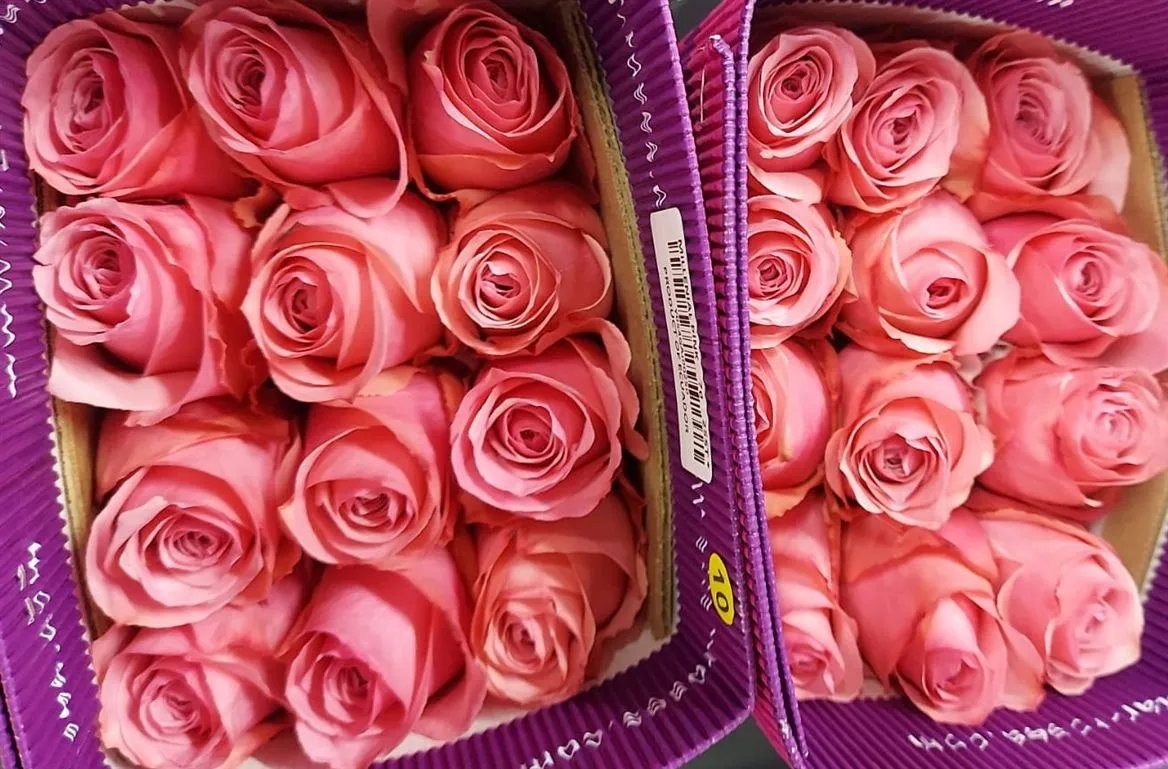 Rosa Gr Ec Millenial Pink • 50 cm