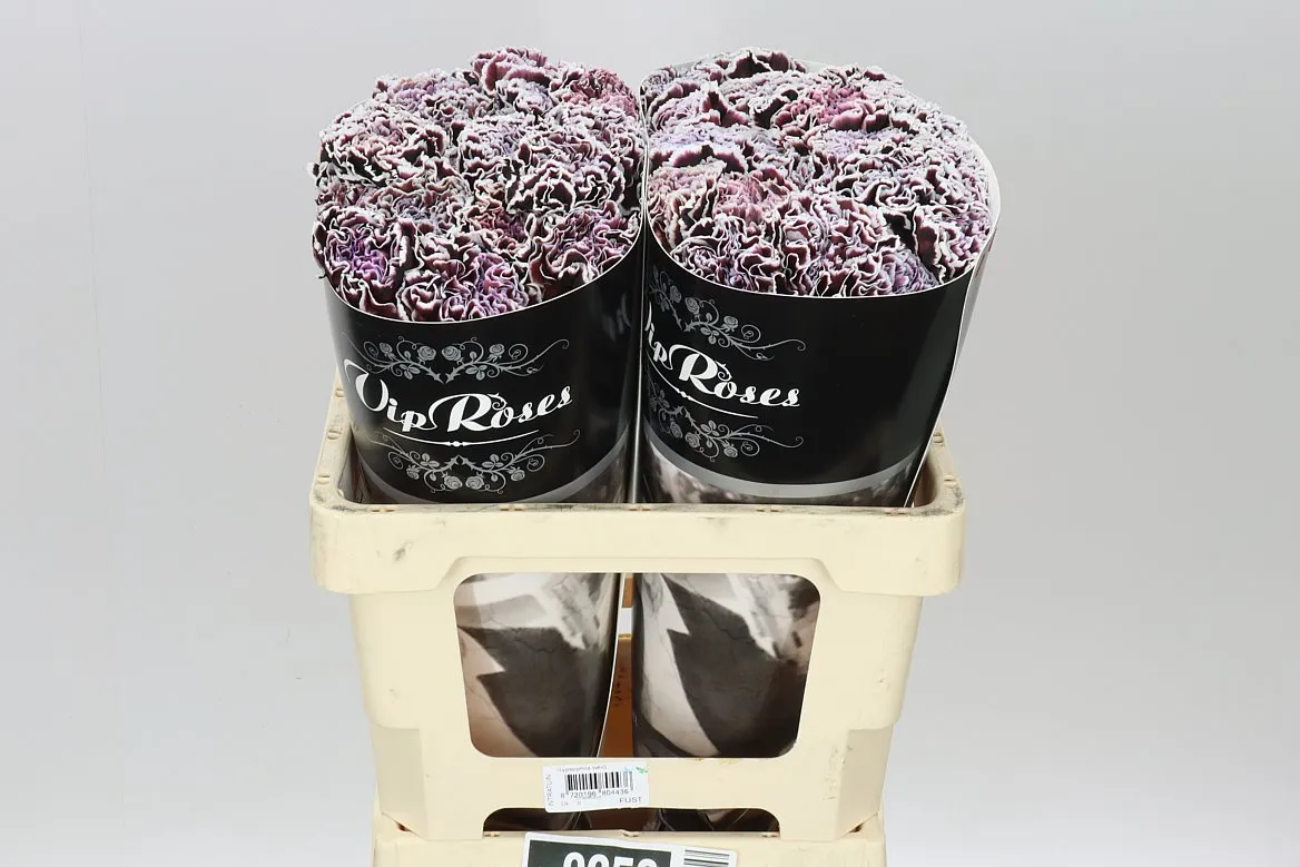 Di Vip St Violetta • 60 cm