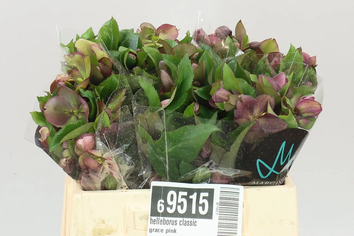 Helleborus Classic Grace Pink • 35 cm