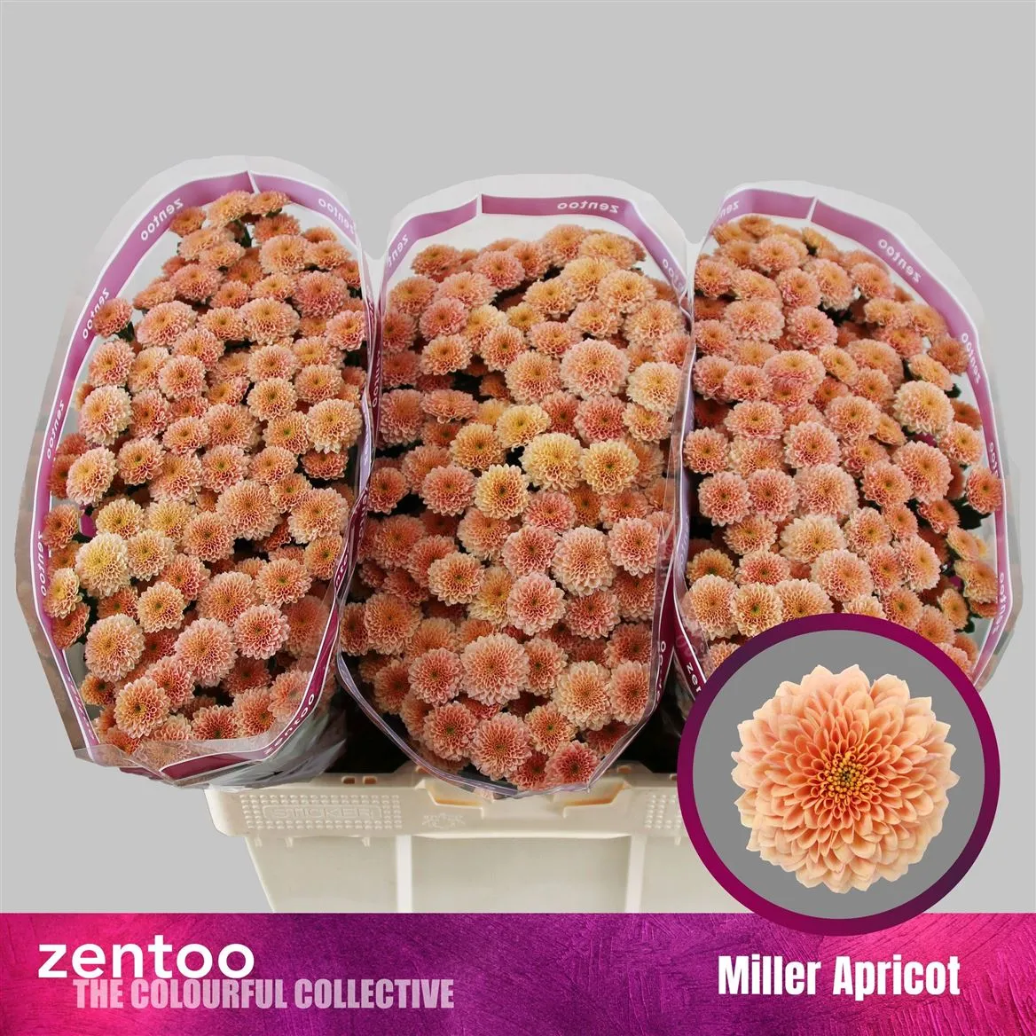 Sant Miller Apricot • 55 cm