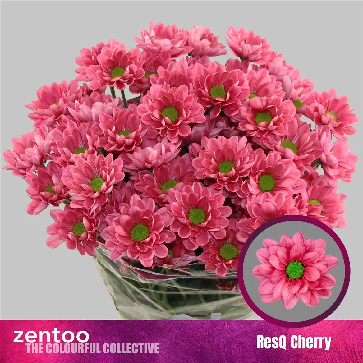 Chryzantéma trsová Resq Cherry • 70 cm