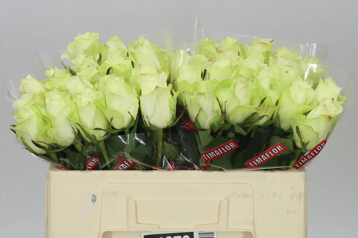 Rosa Gr Athena • 50 cm