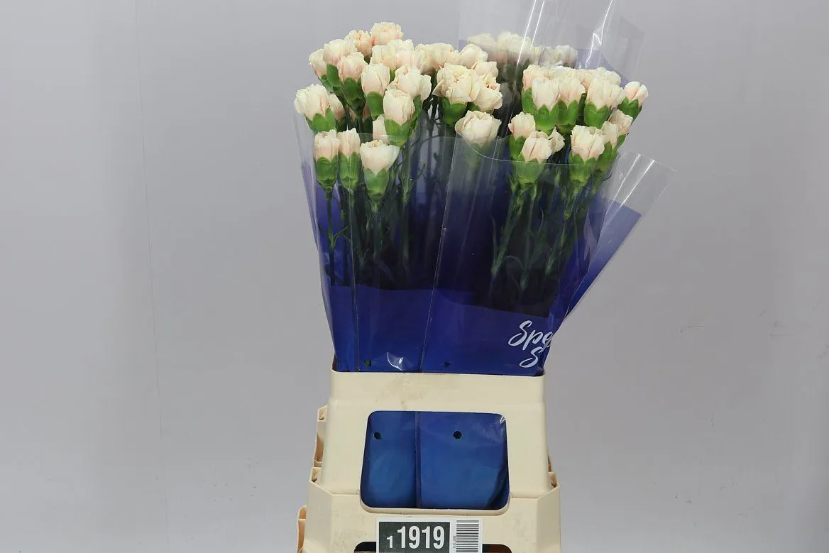 Di St Apple Tea • 70 cm
