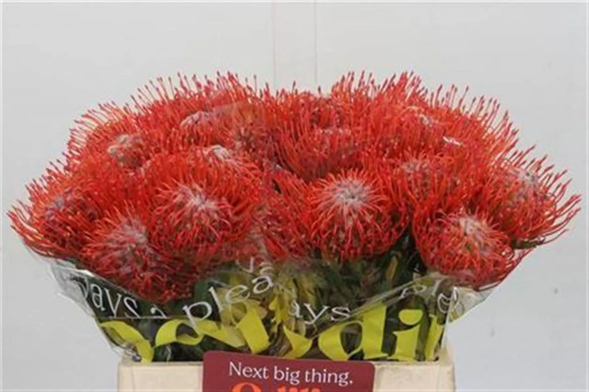 Leucospermum Tango • 40 cm