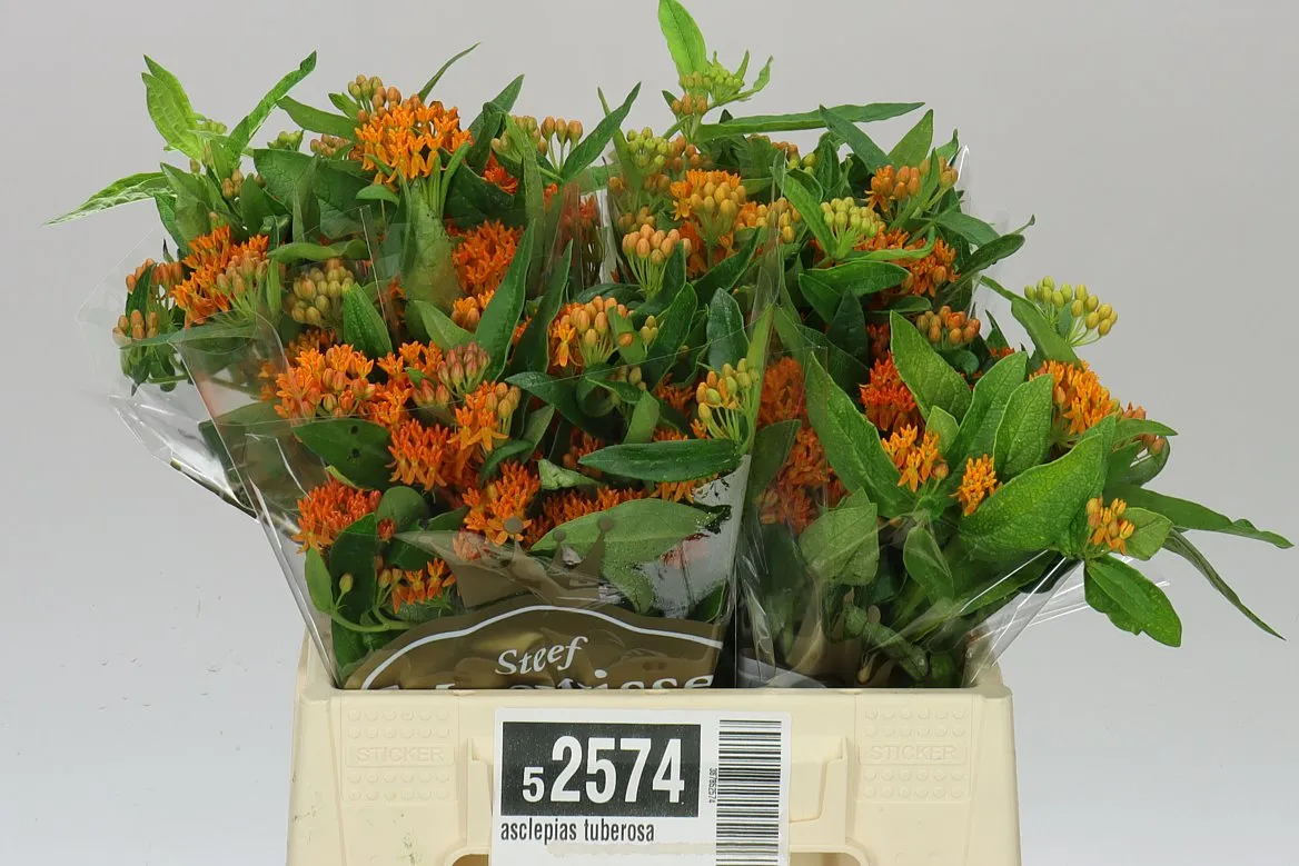 Asclepias Tuberosa • 40 cm