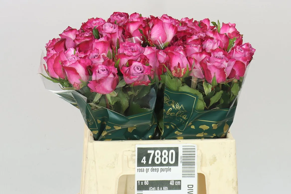 Ruža Deep Purple • 40 cm