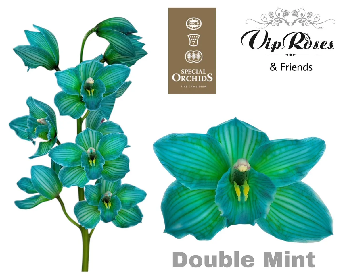 Orchidea Cymbidium farbená Double Mint • 80 cm