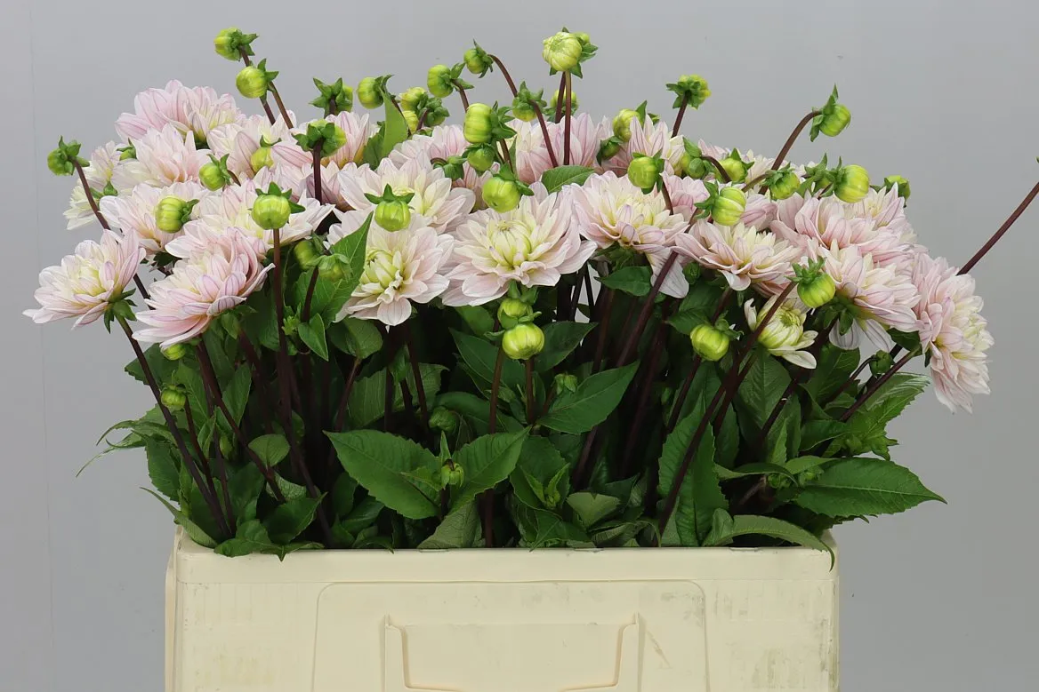 Dahlia Silver Years • 50 cm