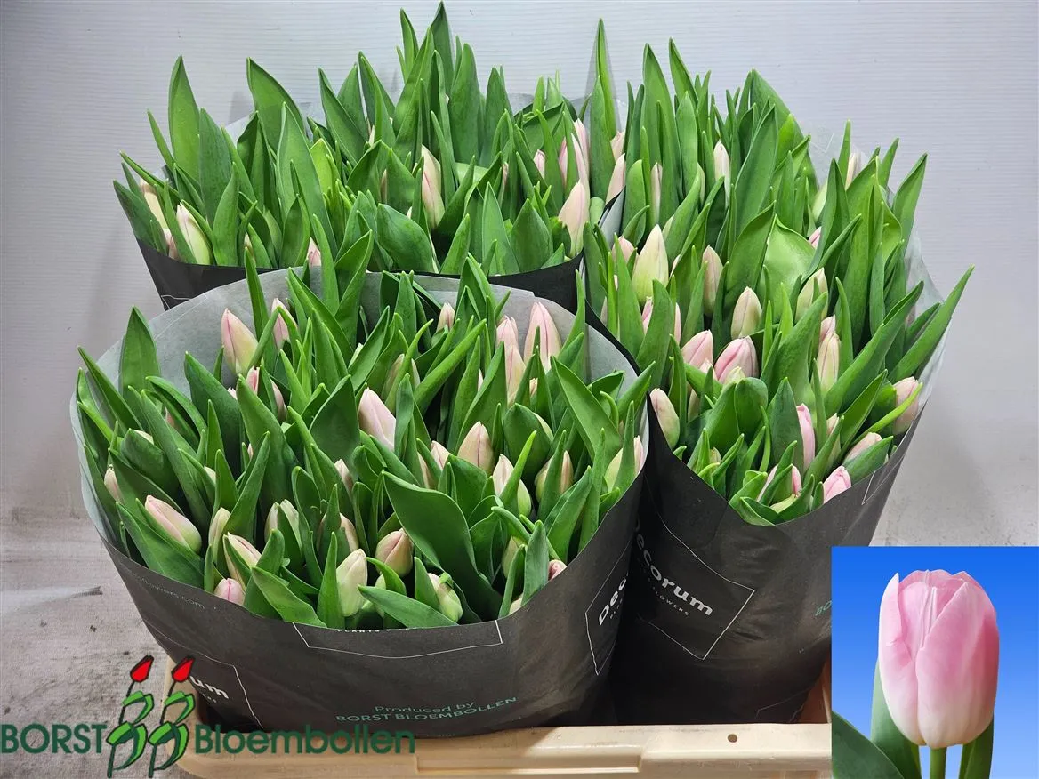 Tulipán jednoduchý Dynasty • 38 cm