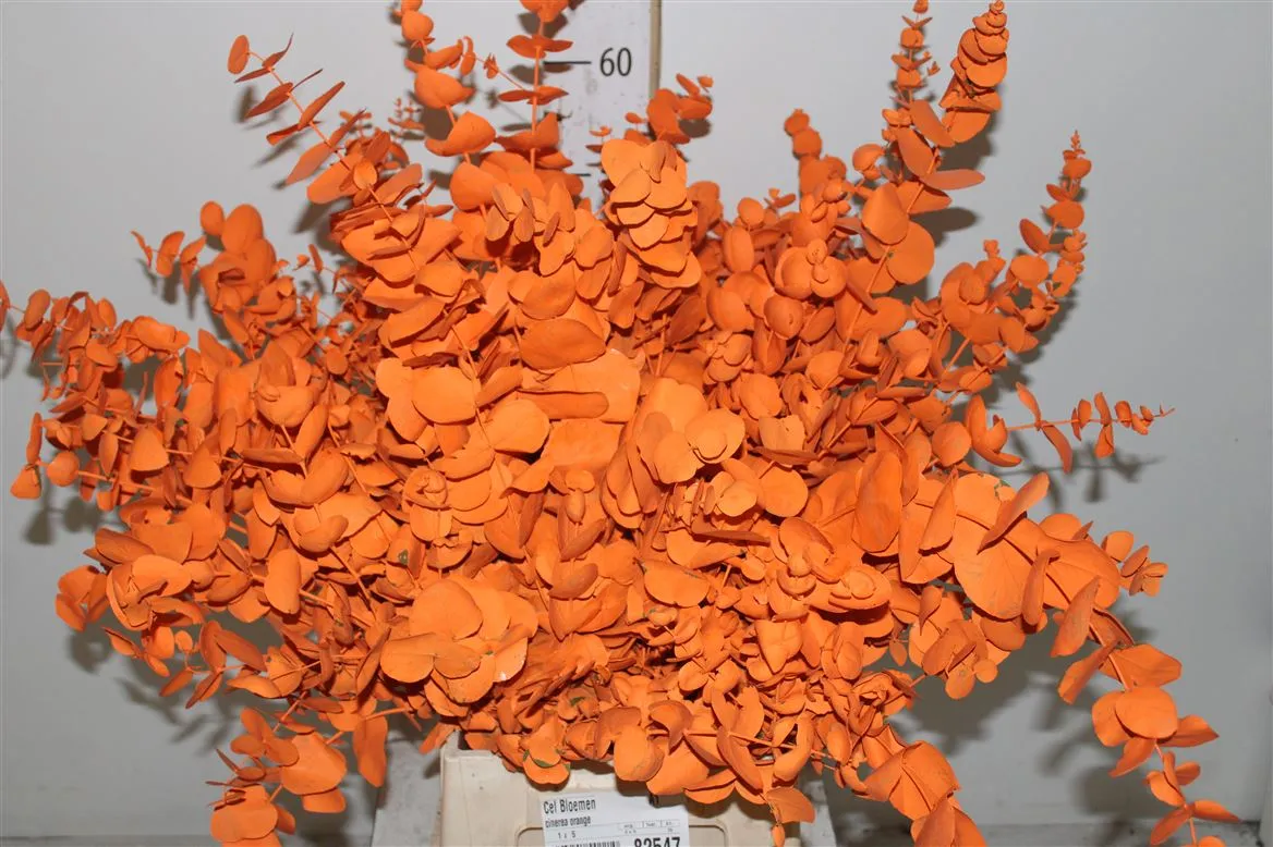 Eukalyptus Cinerea Orange • 70 cm
