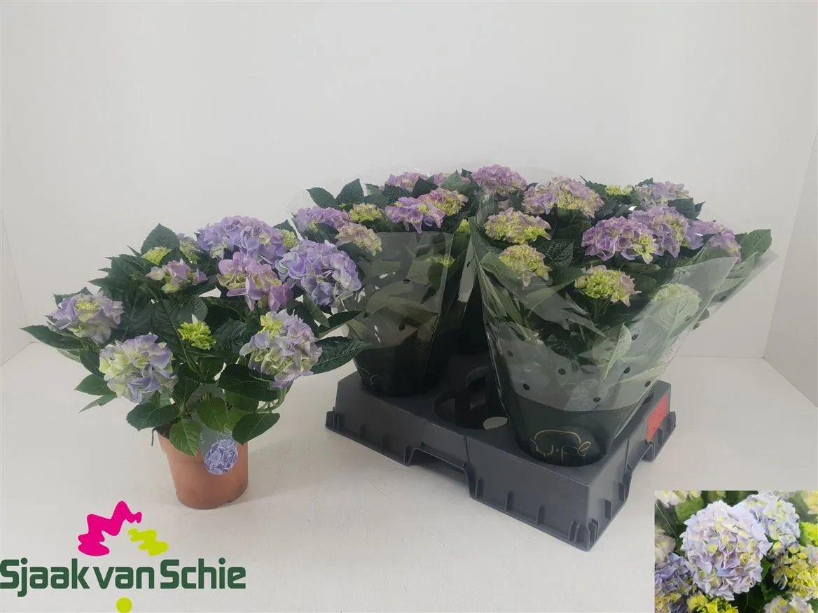 Hortenzia črepníková M Hi Halo Blue 7+ • črepník 14 cm