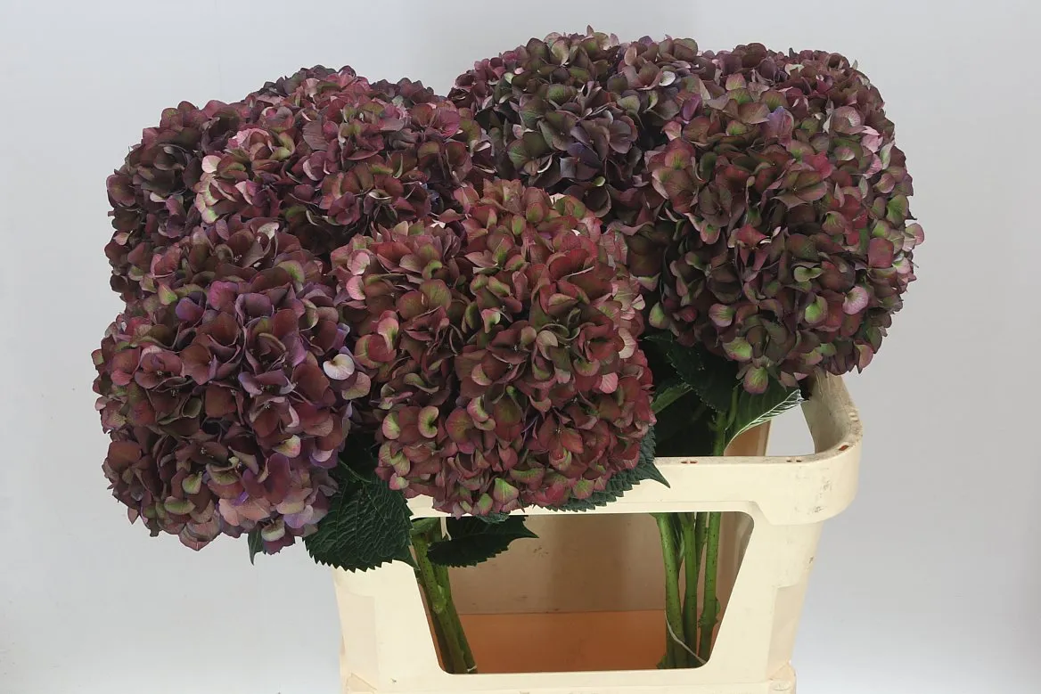 Hyd Ruby Aubergine Classic • 80 cm